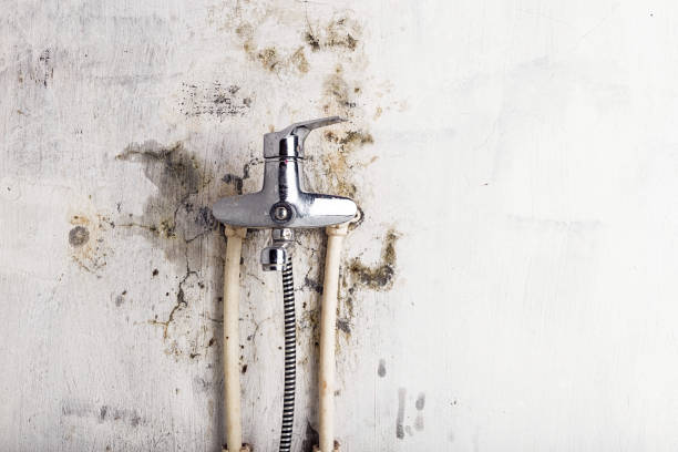 Best Affordable Mold Removal  in Woodlynne, NJ