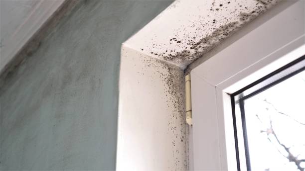 Best Commercial Mold Removal  in Woodlynne, NJ