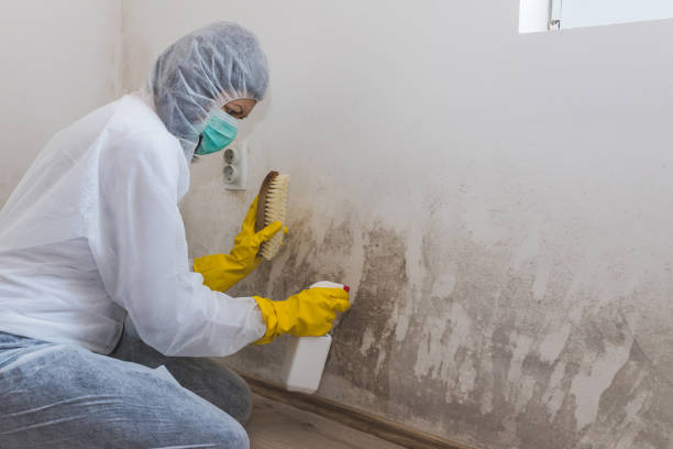 Best Best Mold Removal Companies  in Woodlynne, NJ
