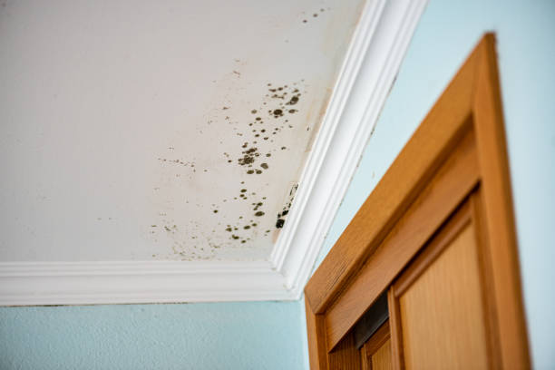 Best Home Mold Removal  in Woodlynne, NJ