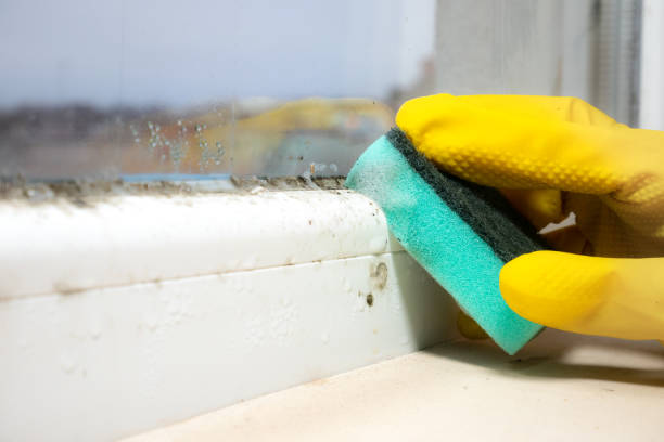 Trusted Woodlynne, NJ Mold Removal Experts