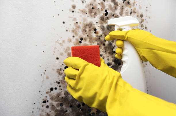 Best Best Mold Removal Companies  in Woodlynne, NJ