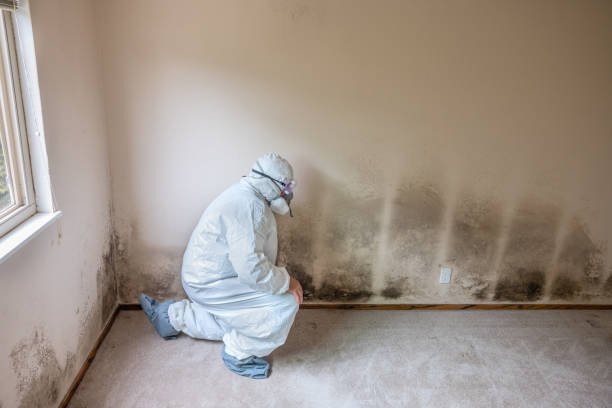 Best Best Mold Removal Companies  in Woodlynne, NJ