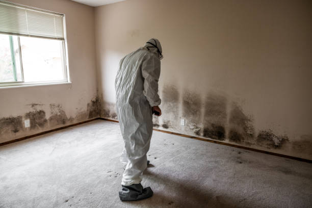 Best Mold Removal Company Near Me  in Woodlynne, NJ