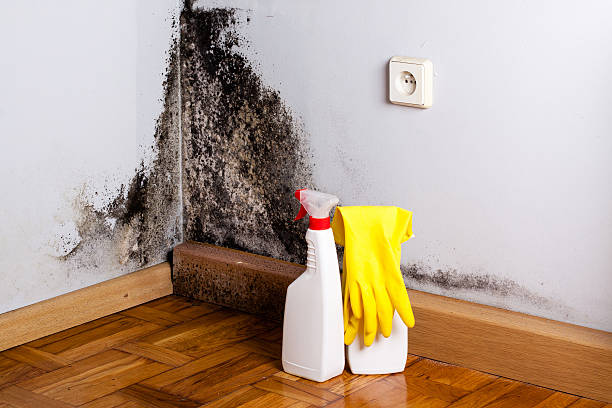 Best Mold Remediation  in Woodlynne, NJ