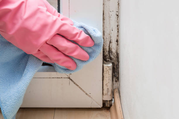 Best Affordable Mold Removal  in Woodlynne, NJ