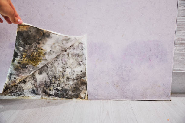 Best Certified Mold Removal  in Woodlynne, NJ